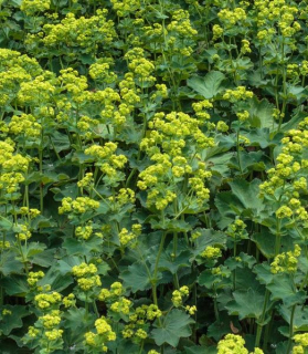 Alchemilla mollis 'Irish Silk'